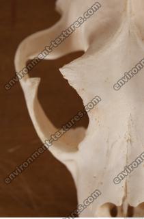 photo reference of skull 0101